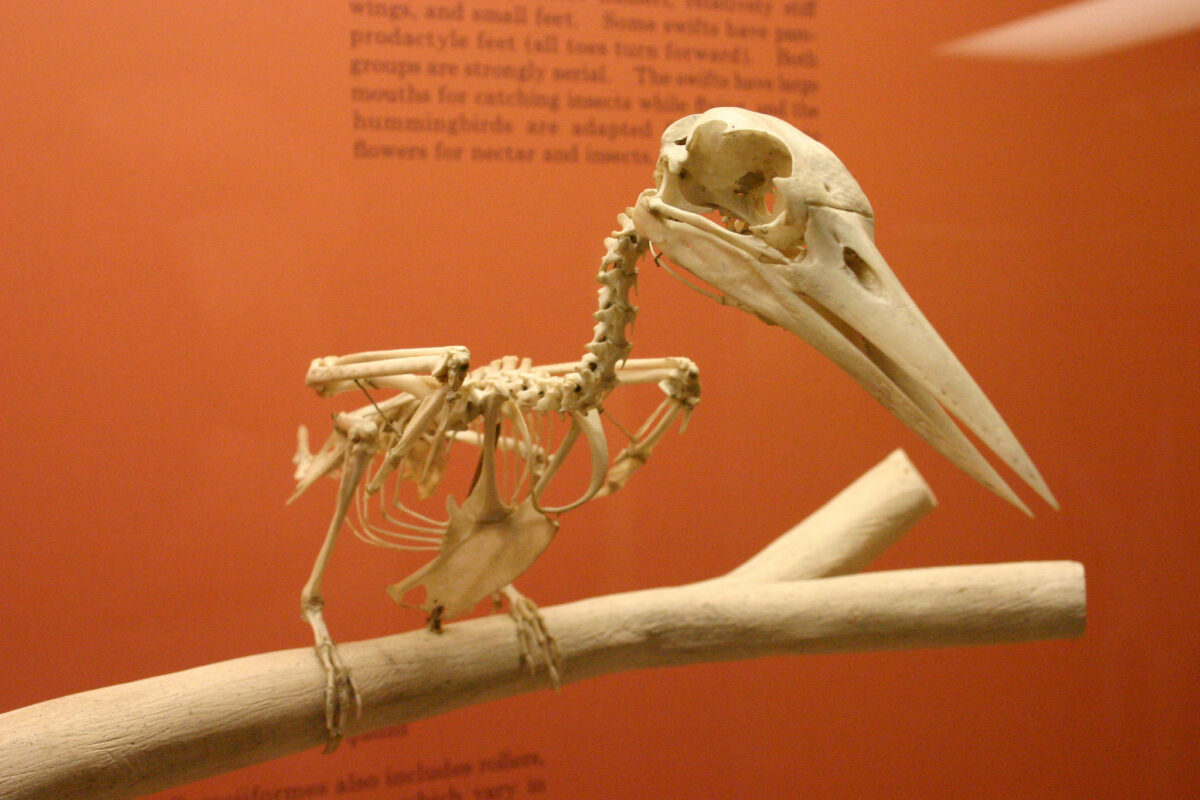 Skeleton of a bird on a wooden stick in a museum. Picture is titled "curiosity killed the bird", cc-by-sa Kai Schreiber via Flickr https://www.flickr.com/photos/genista/